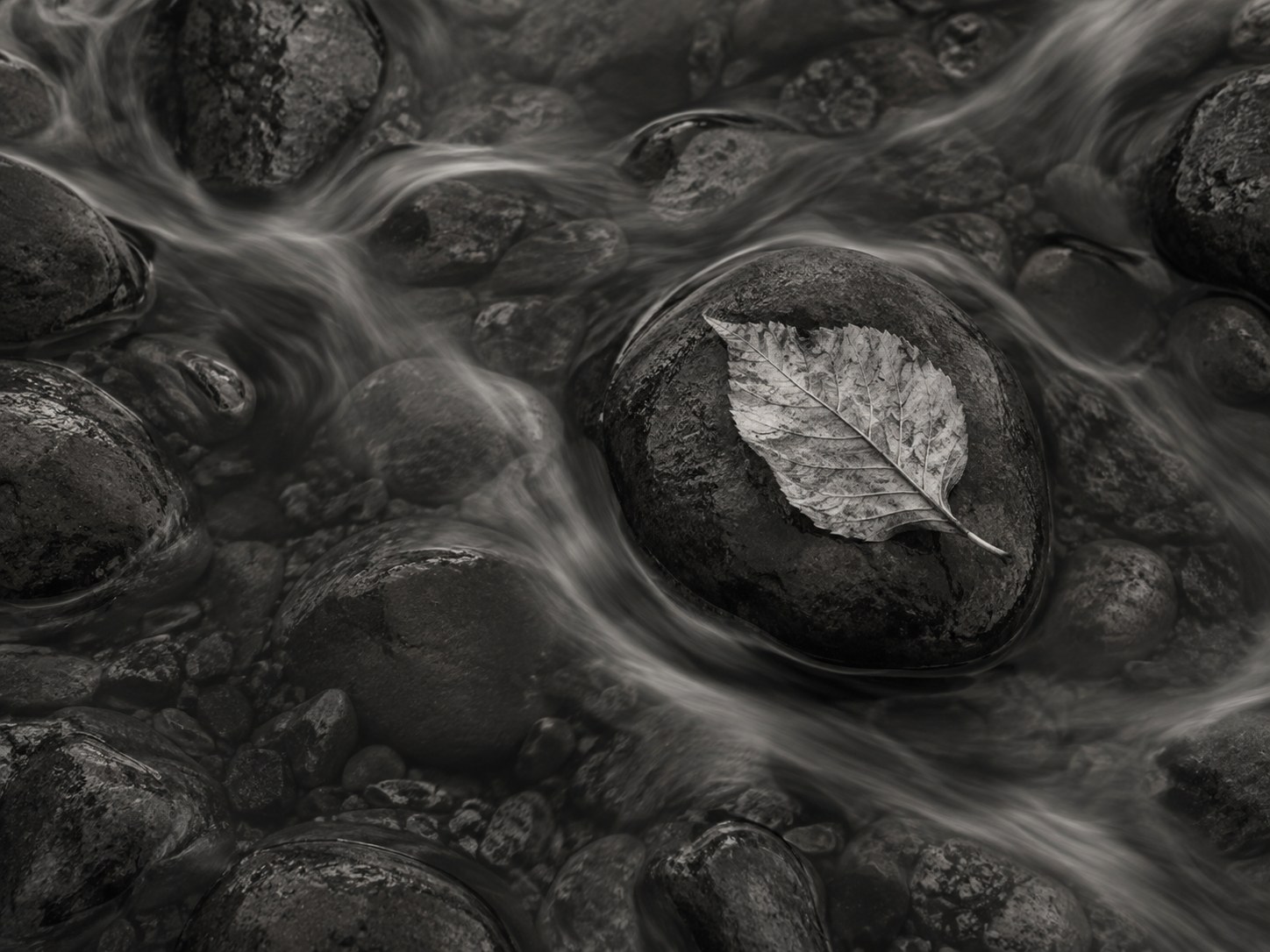 A single pale leaf resting on a dark wet stone in a shallow stream, the water flowing around it in soft silky streaks.